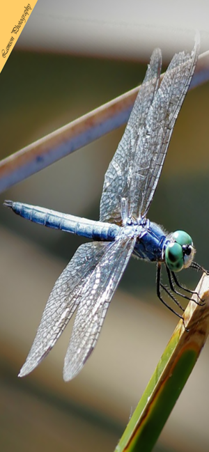 Blue Dragonfly Phone Wallpaper