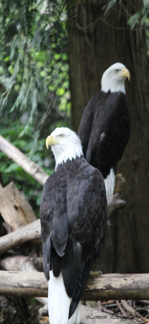 Eagles Phone Wallpaper