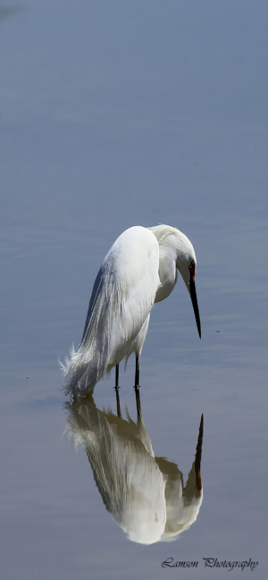 Egret & Reflection Phone Wallpaper