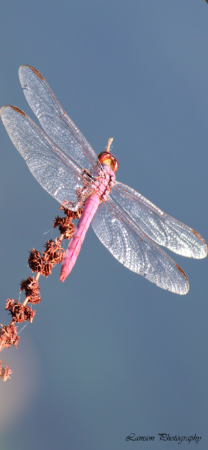 Red Dragonfly Phone Wallpaper