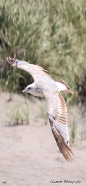 Bird in Flight Phone Wallpaper