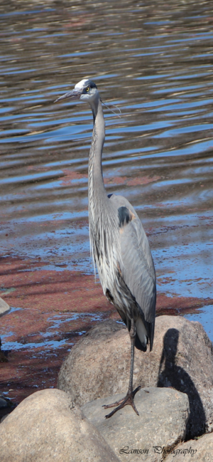 Blue Heron Phone Wallpaper
