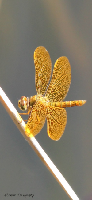 Gold Dragonfly Phone Wallpaper