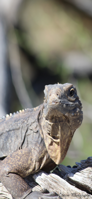 Lizard Phone Wallpaper