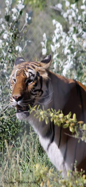 Orange Tiger Phone Wallpaper