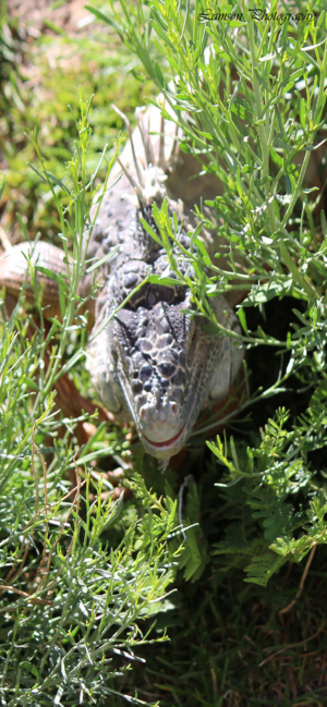 Reptile Phone Wallpaper