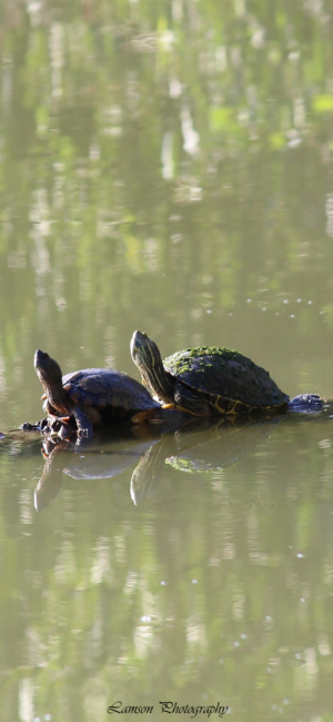 Sunbathing Turtles Phone Wallpapers