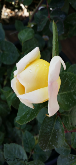 Yellow Rose Phone Wallpaper